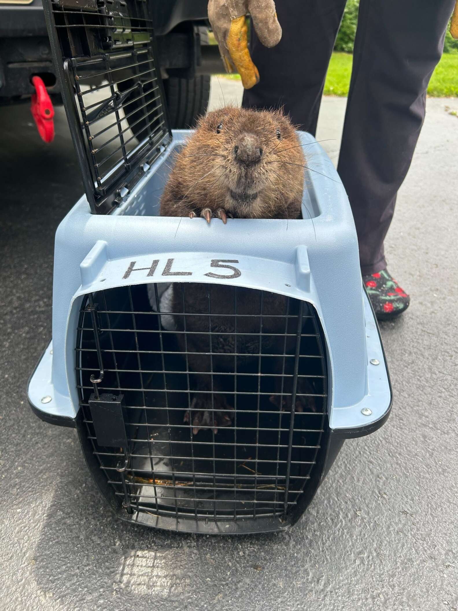 Saved Beaver Grateful Baby Beaver ‘Smiles’ At Her Rescuers After Being Saved - The Dodo