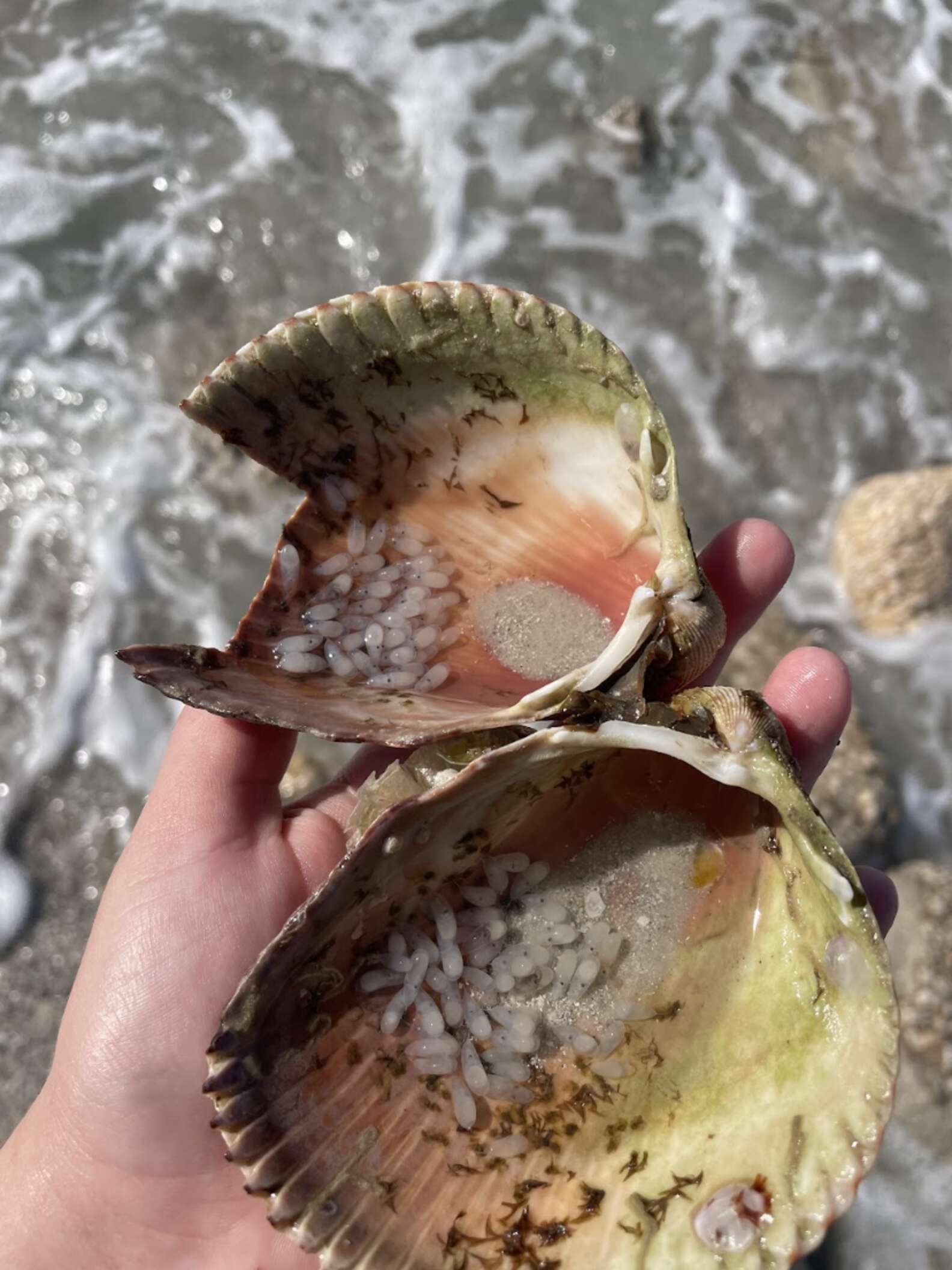 Boo Boo Shells Woman Finds Shell Full Of ‘Bubbles’ — Then Realizes They're About To ...