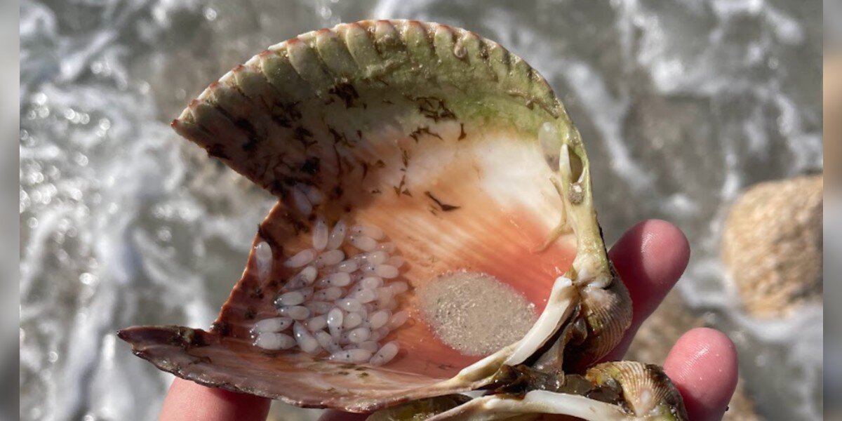 Woman Finds Shell Full Of ‘Bubbles’ — Then Realizes They're About To Hatch
