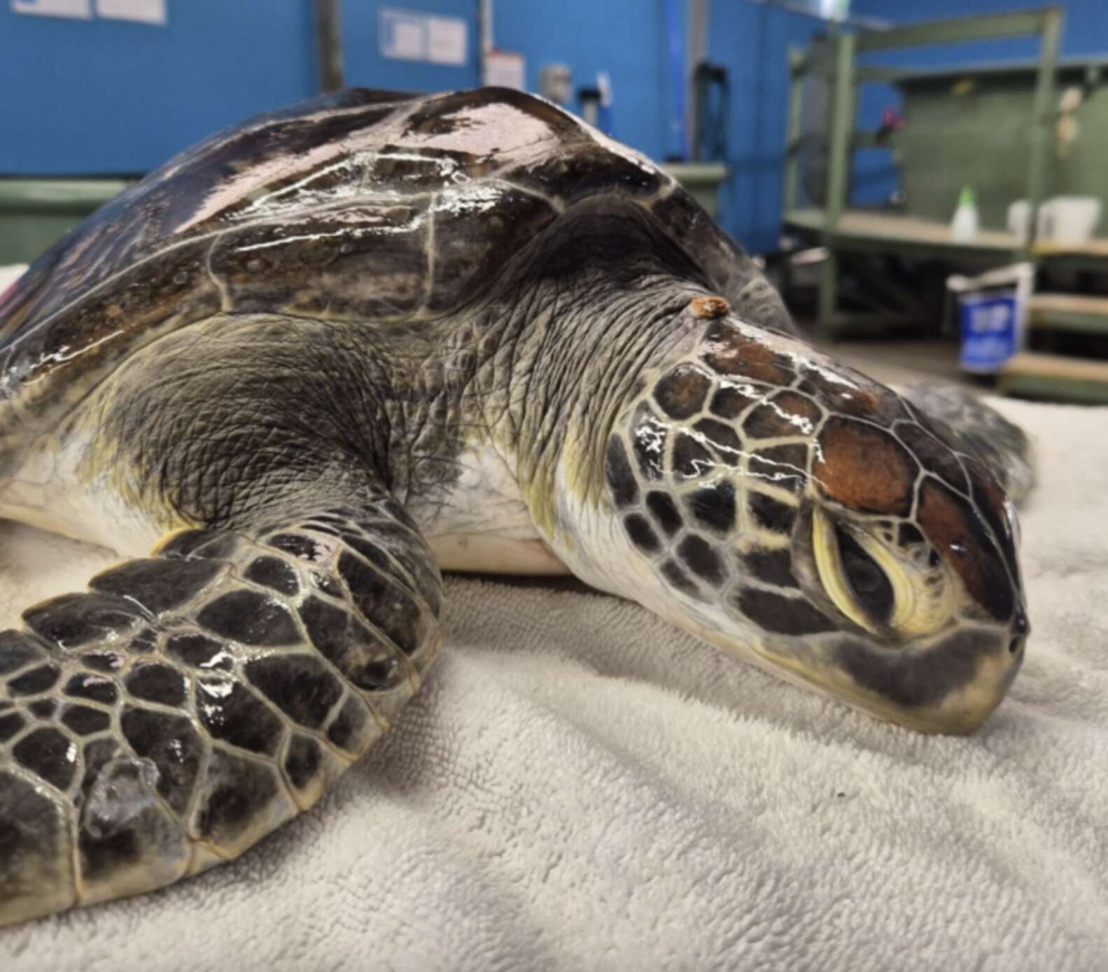 Resillient Turtle Turtle Covered In Barnacles Couldn't Move — Now She's A Glowing 'Boss ...