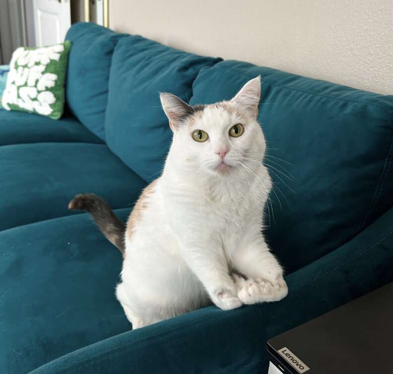 ジュニのスキー