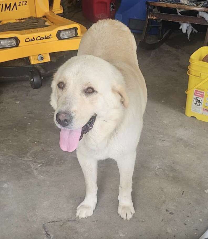 She Cared For 12 Babies Alone By A Creek — Then A Hero Arrived