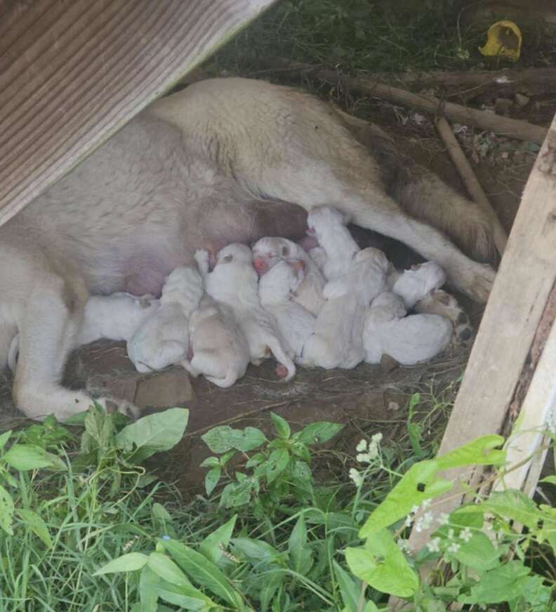 She Cared For 12 Babies Alone By A Creek — Then A Hero Arrived