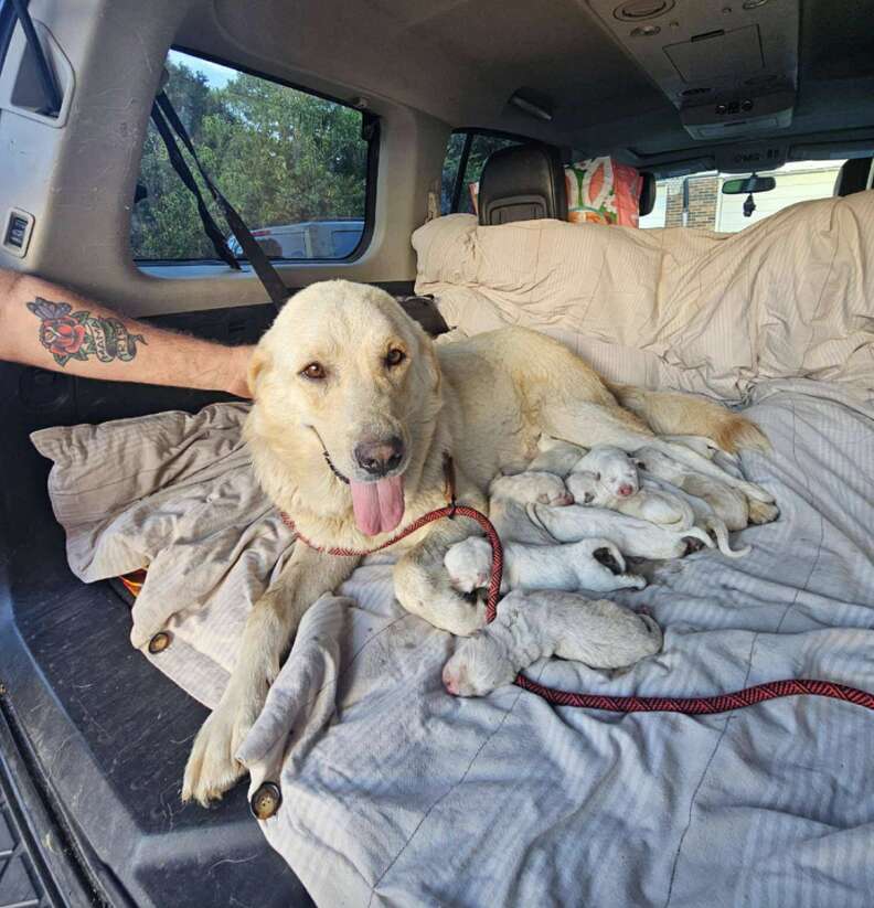 She Cared For 12 Babies Alone By A Creek — Then A Hero Arrived