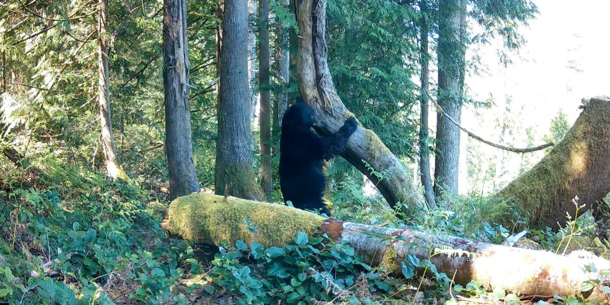 Samel Dodo Tree Trail Camera Films Multiple Bears All Mysteriously Obsessed With The ...