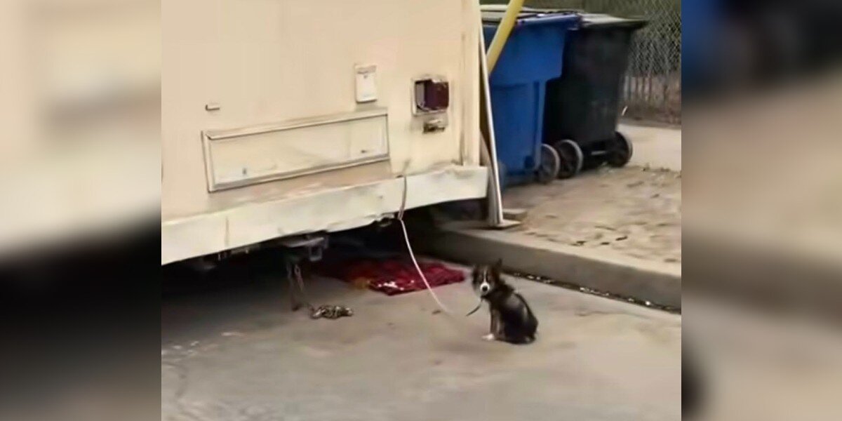 Forgotten Puppy Left Tied To Trailer For Days Nearly Loses Hope Of Ever Being Loved