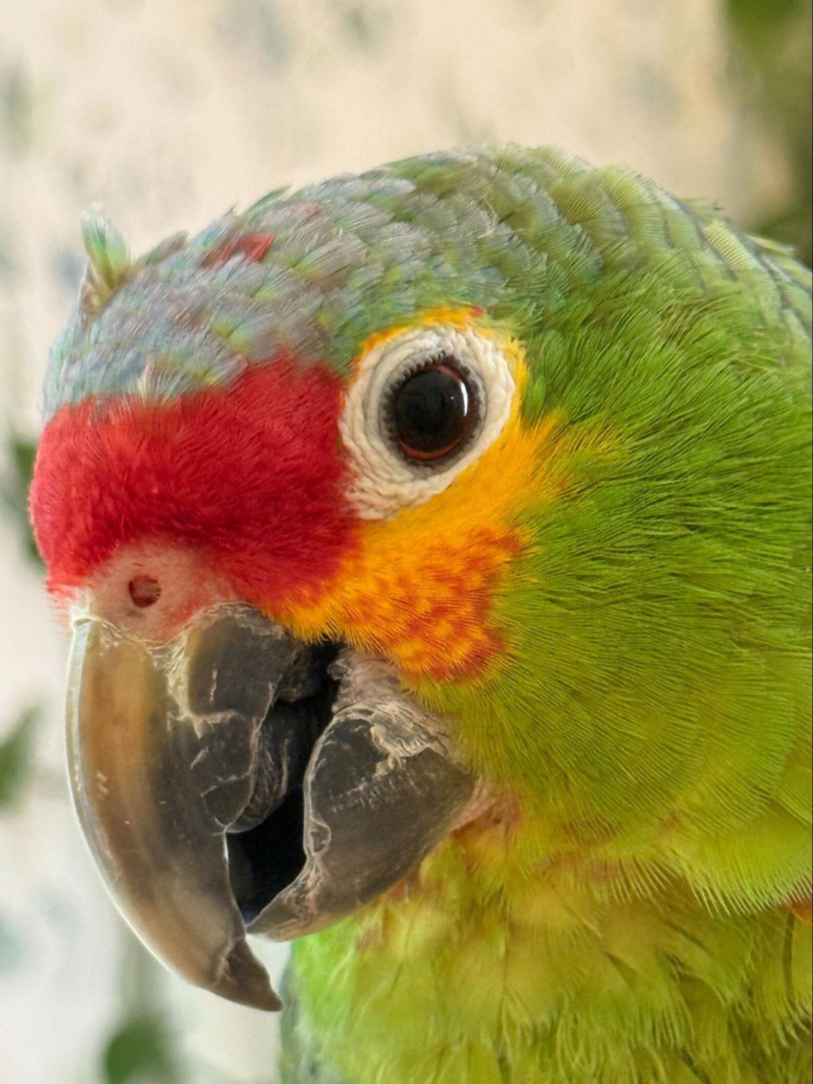 Parrot Lands In Couple's Backyard And Finds His Forever Home - The Dodo