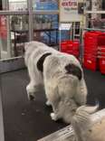 Giant Dog Walks Himself To The Same Pharmacy Every Day For One Adorable Reason