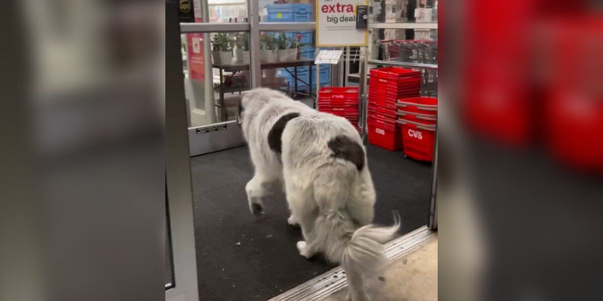 Giant Dog Walks Himself To The Same Pharmacy Every Day For One Adorable Reason - The Dodo