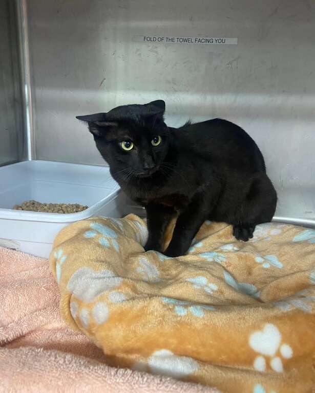 フォスターホームでのレミ