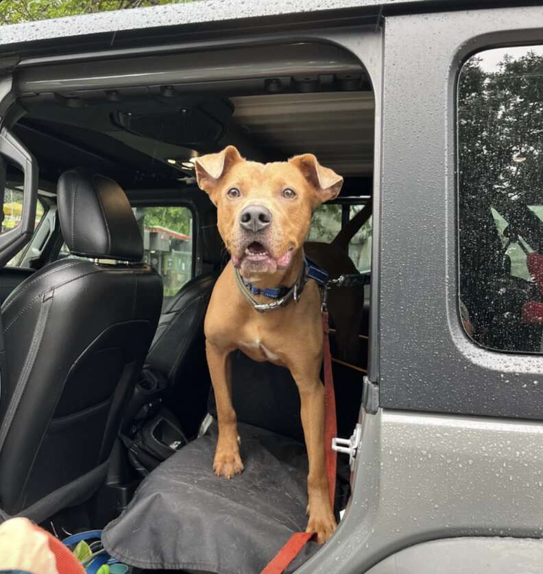 dog in car