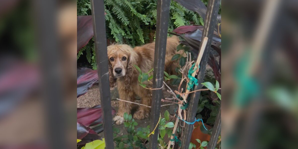 Dog Forced To Live Outside Watches With Sad Eyes As People Walk By Each Day