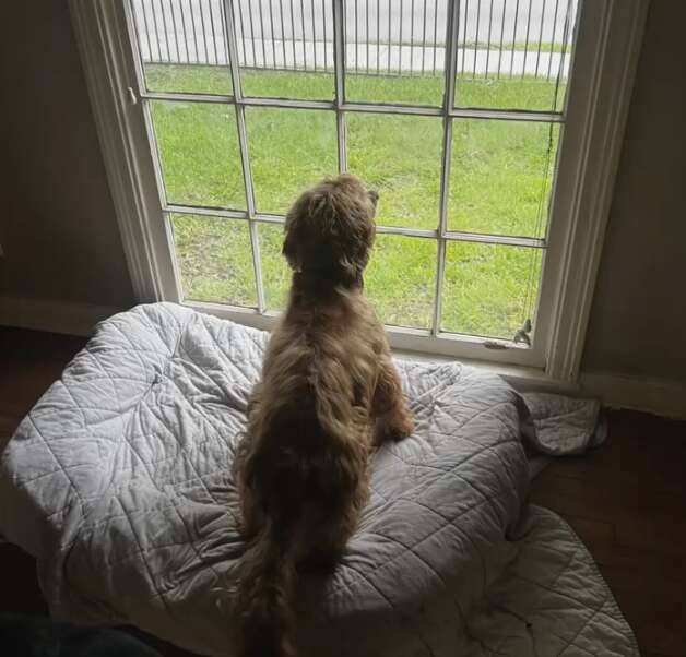 Dog Forced To Live Outside Watches With Sad Eyes As People Walk By Each Day - Breaking USA News