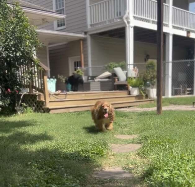 Dog Forced To Live Outside Watches With Sad Eyes As People Walk By Each Day - Breaking USA News