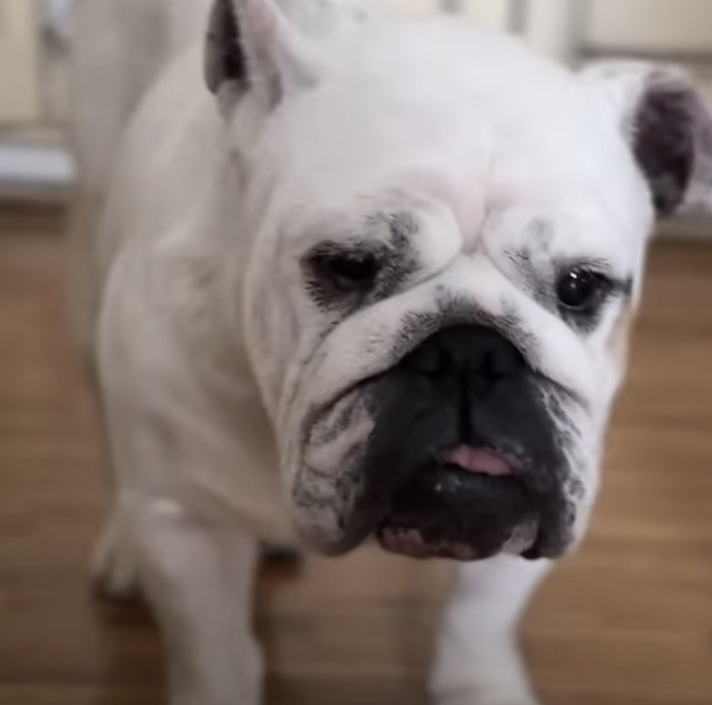bulldog 