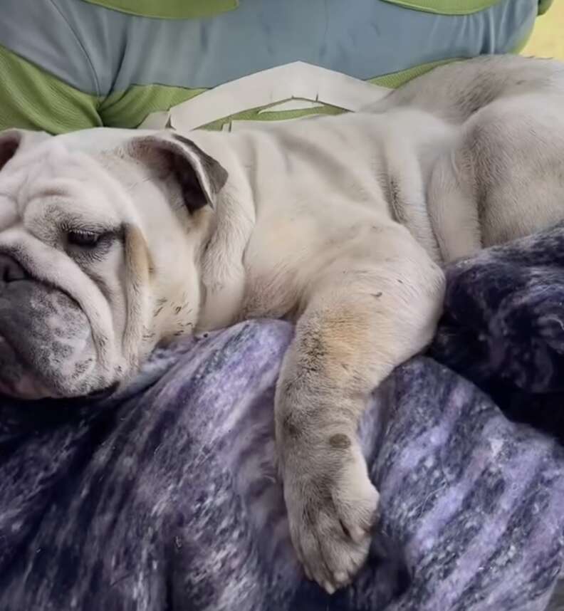 rescued dog