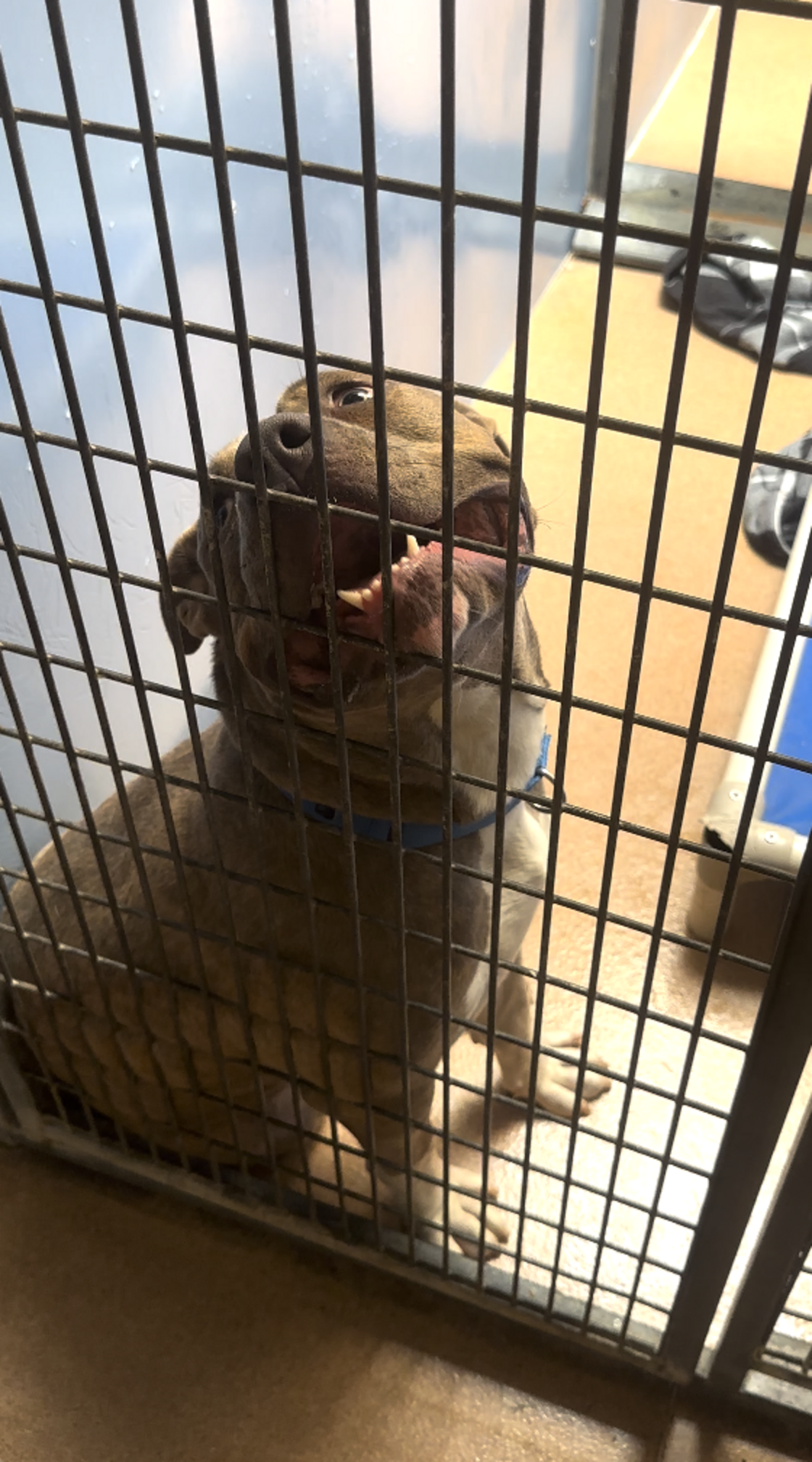 Woman Finds Dog Left Tied To Park Sign — Then Reads The Heartbreaking ...
