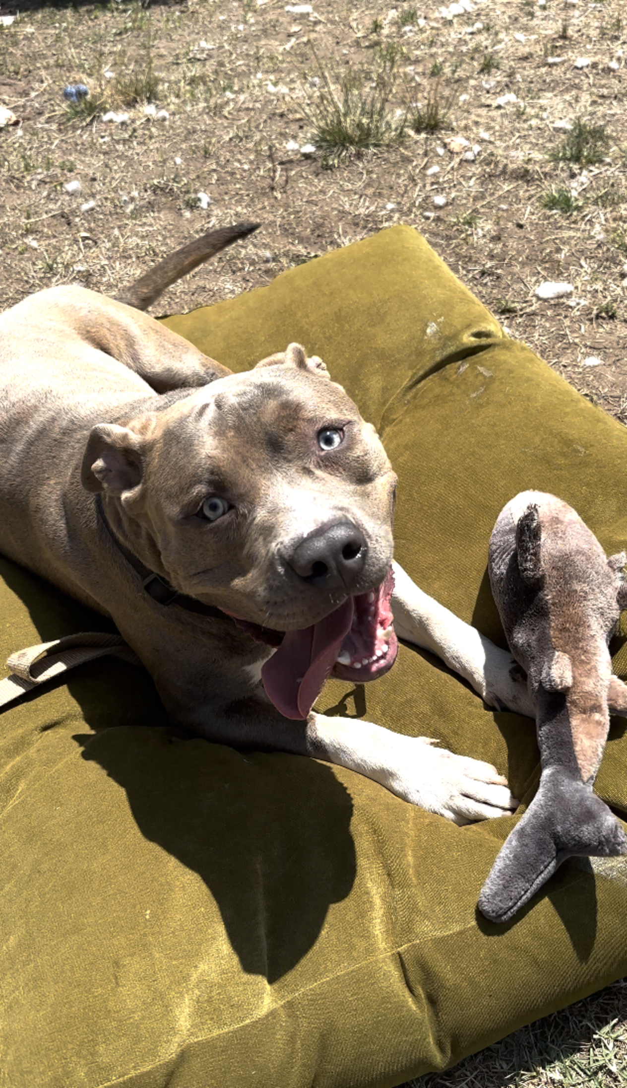 Woman Finds Dog Left Tied To Park Sign — Then Reads The Heartbreaking ...