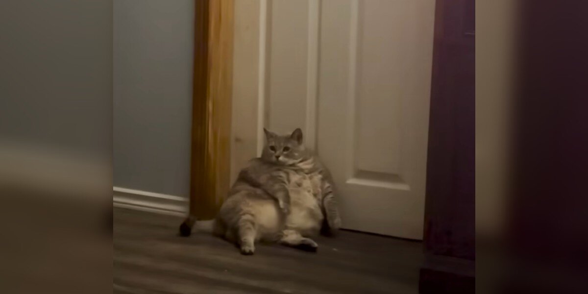 Shelter Takes In 30-Pound Animal And 'Couldn't Believe She Was A Cat'