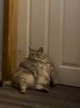 Shelter Takes In 30-Pound Animal And 'Couldn't Believe She Was A Cat'