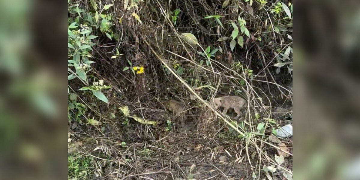 Competitive Bikers Slam On Brakes After Hearing Cries In The Woods