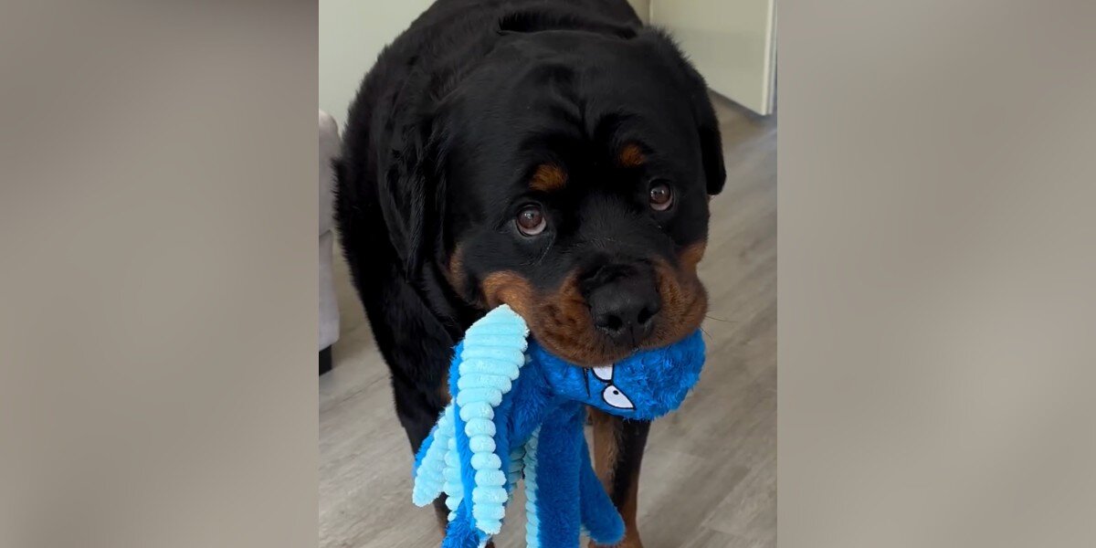 Watch The Moment Anxious Rottweiler Calms Down After Receiving A Special Toy