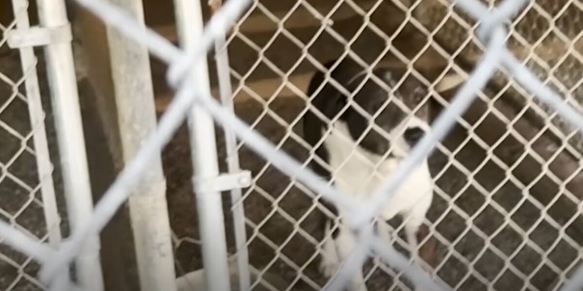 Deaf Shelter Dog Sleeps Through Fire Evacuation — And Gets Left Behind