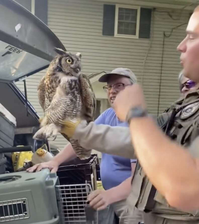 フクロウを運ぶ人