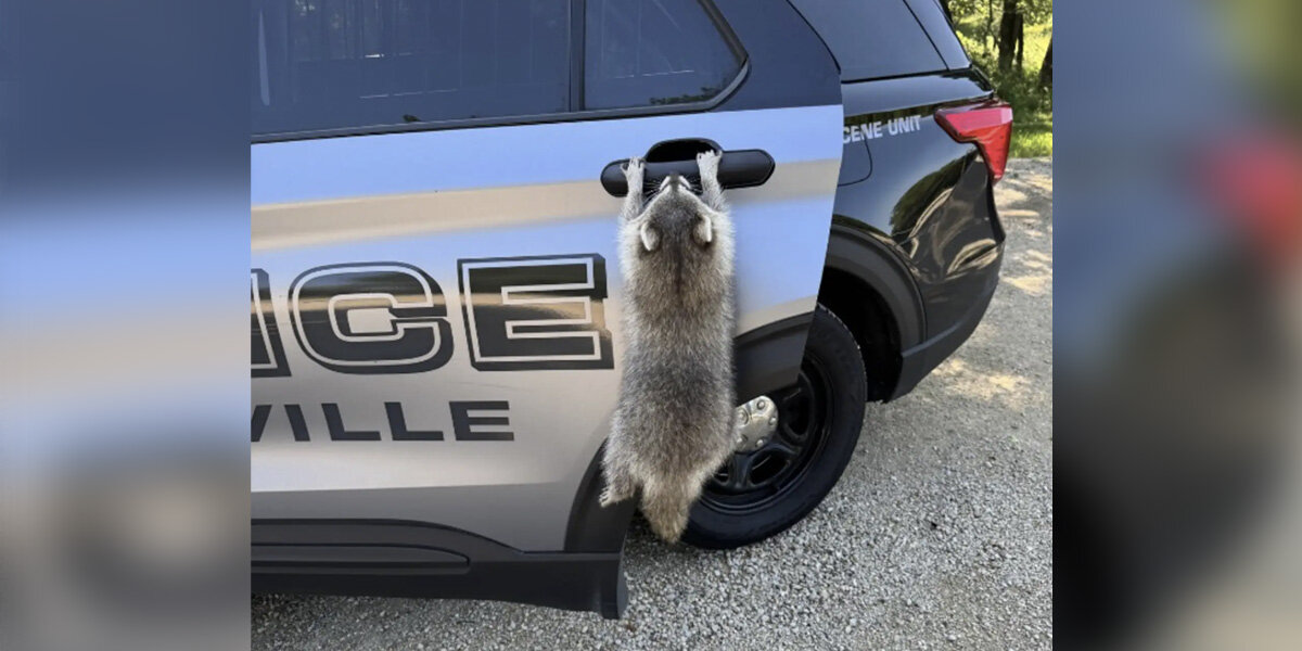 'Rabid' Raccoon Reported To Cops Turns Out To Be Just Exceptionally Clingy