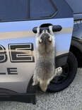 'Rabid' Raccoon Reported To Cops Turns Out To Be Just Exceptionally Clingy