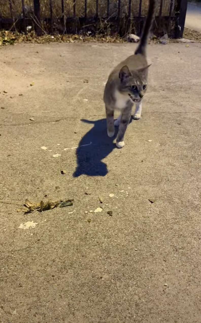 ミノウが街にいる姿