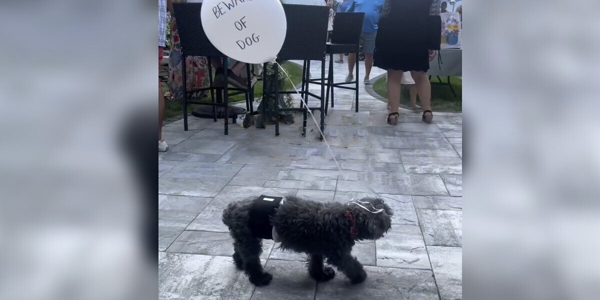 Family Ties A Balloon To Their Senior Dog For The Sweetest Reason