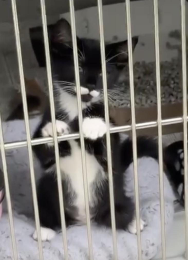 kitten in cage 