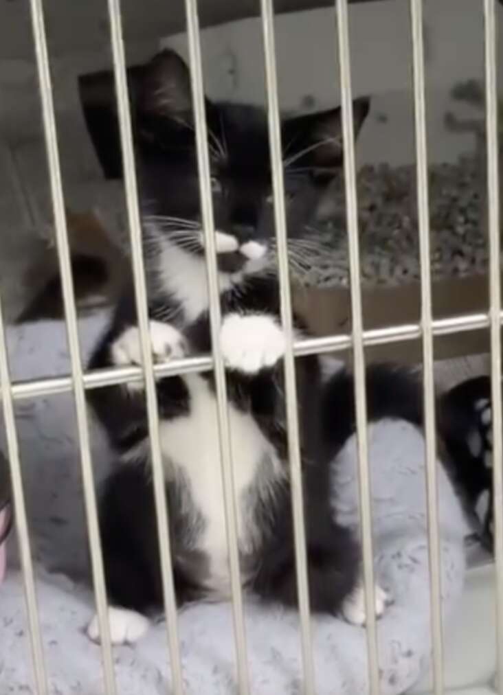 kitten in cage