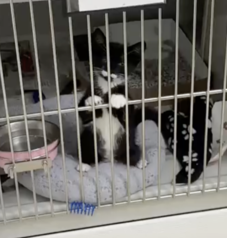 kitten in cage 