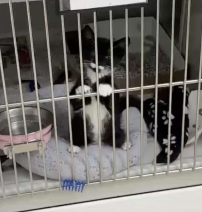 kitten in cage