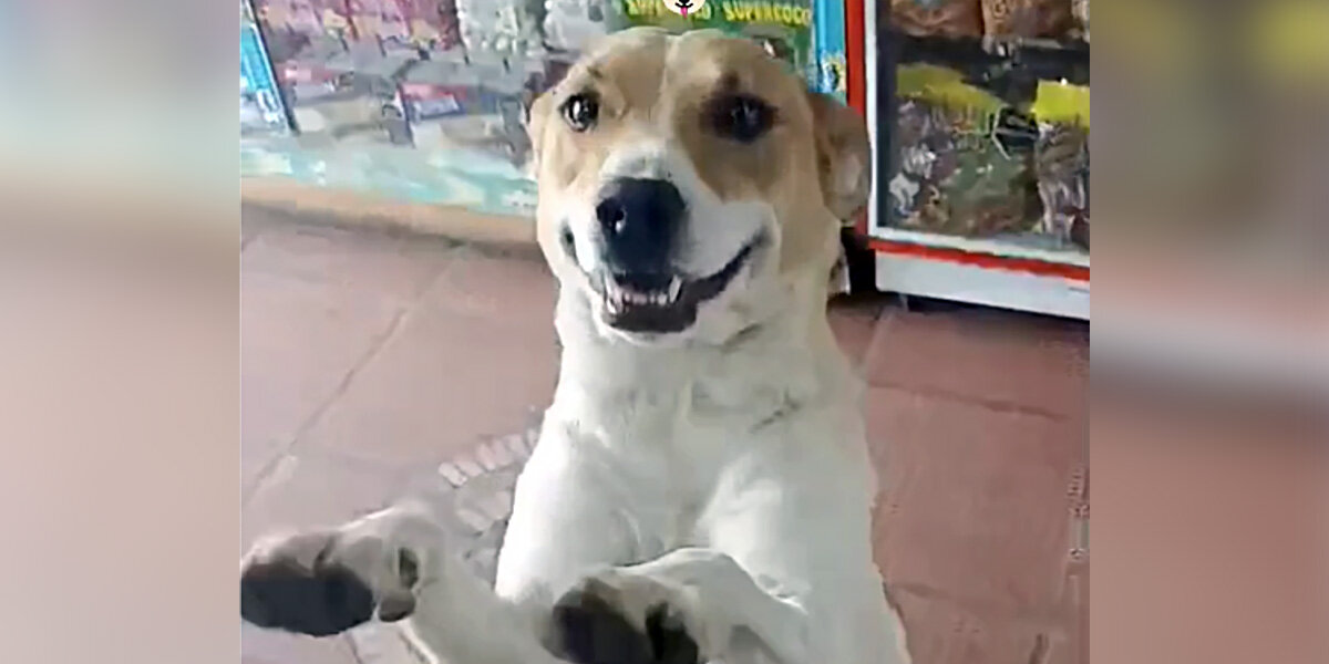 Dog Visits Candy Shop Nearly Every Day — And Then She Brings A Friend