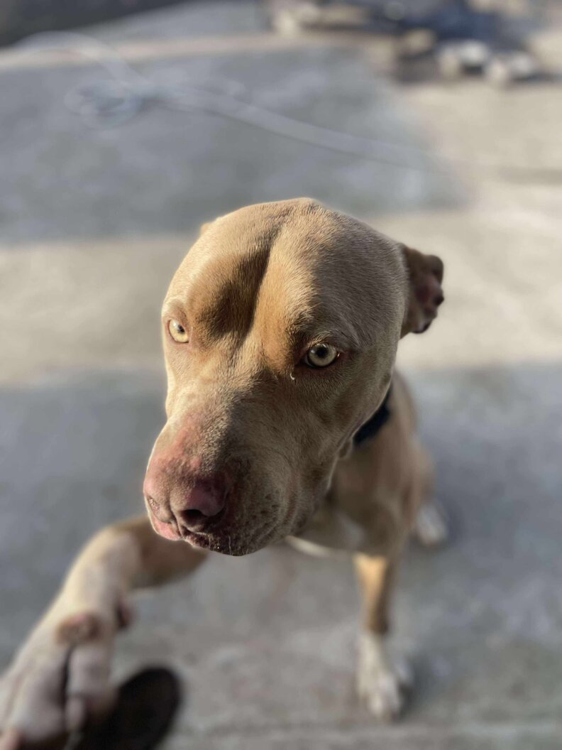 rescued dog