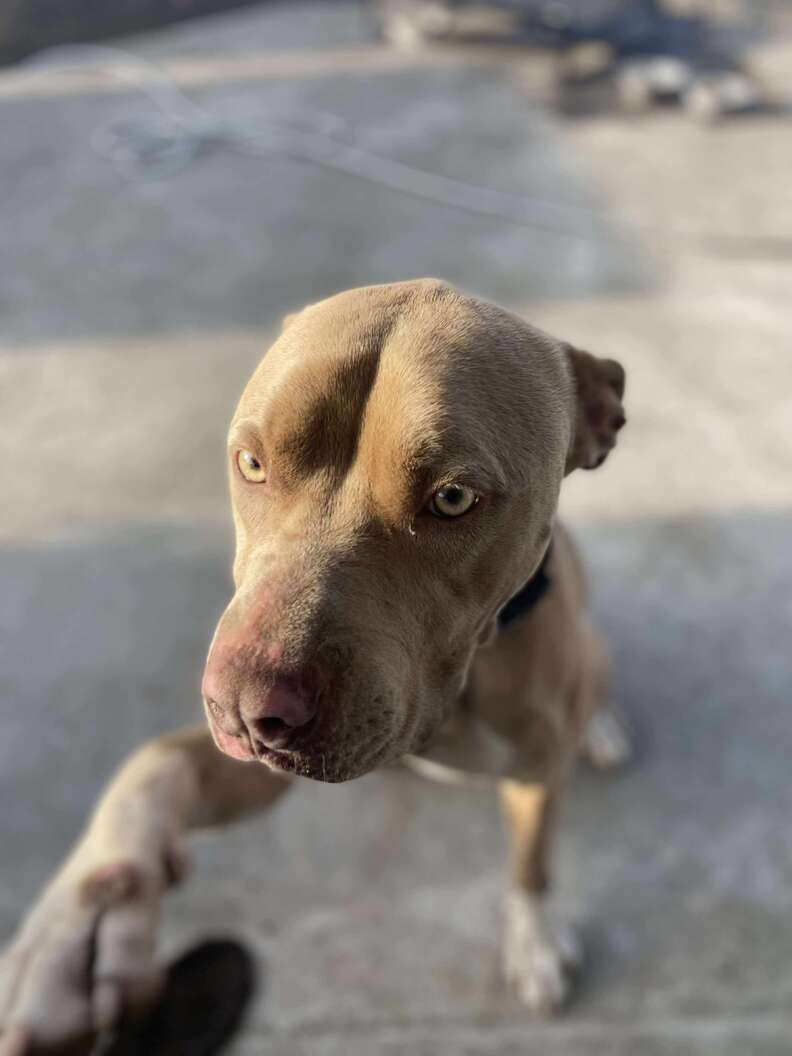 rescued dog