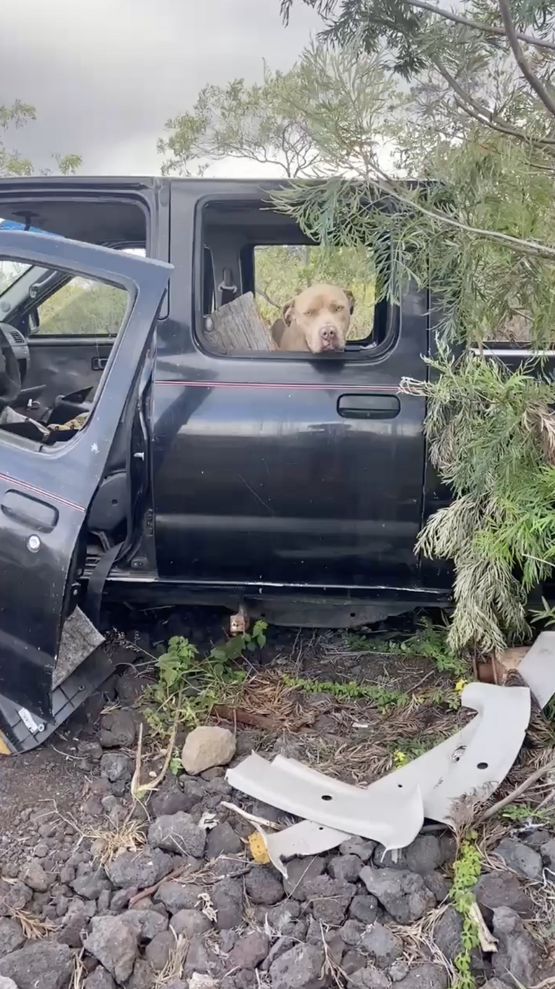 dog in abandoned truck