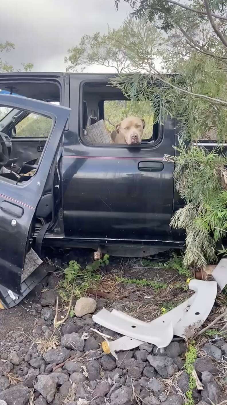 dog in abandoned truck