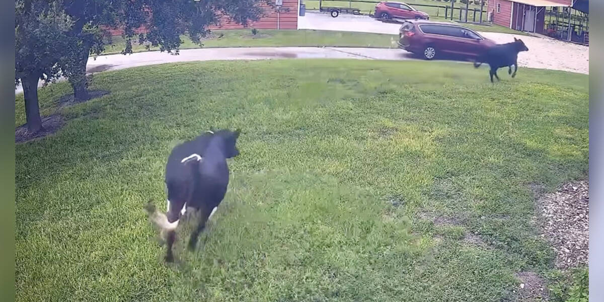 Watch Cows Transform Into Giant Puppies When They See Their Mom Get Home -  The Dodo