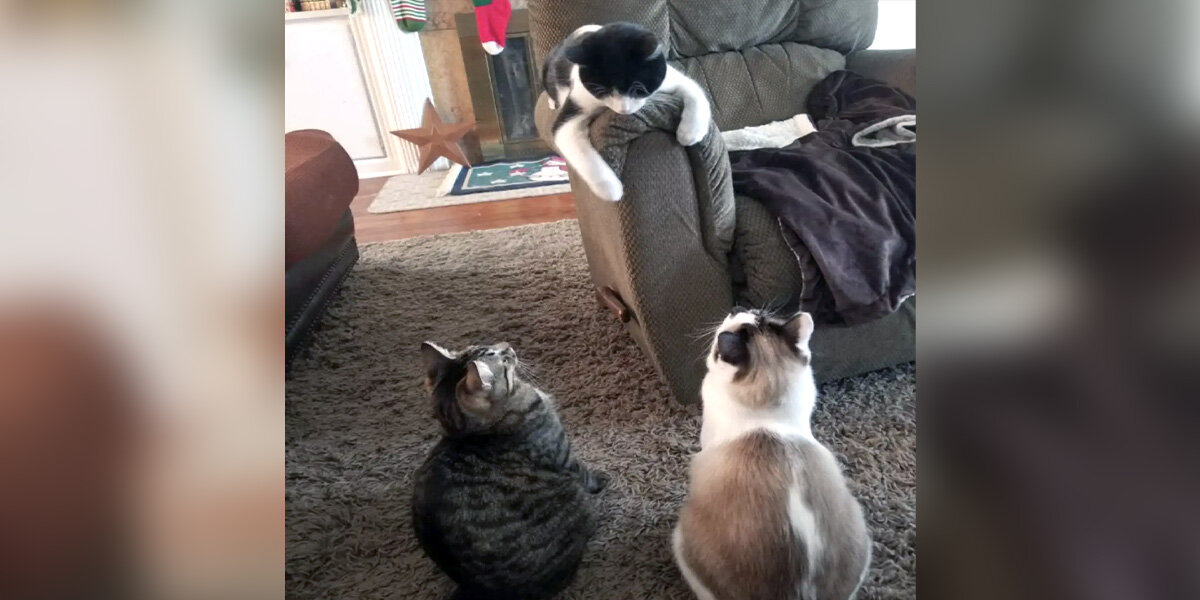 Stray Cat Strolls Through Family's Door - And Teaches Them A Lesson On Love