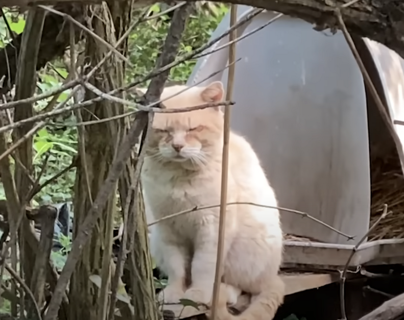rescued cat