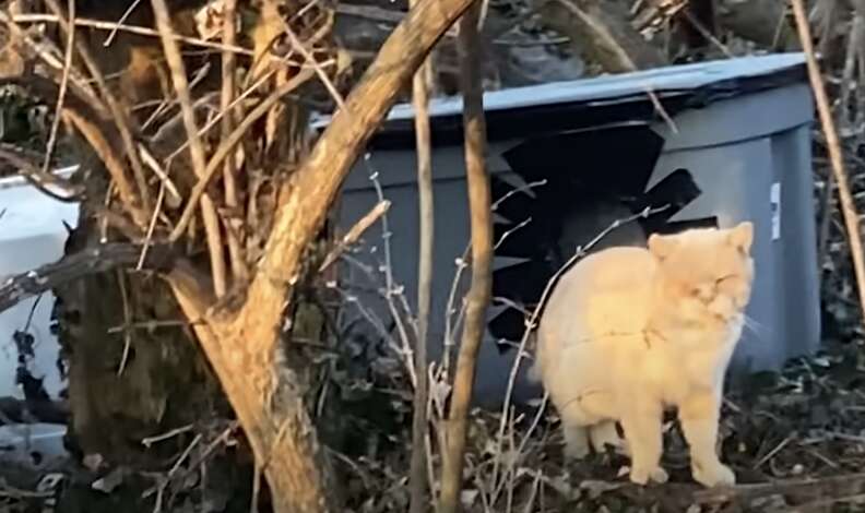 rescued cat