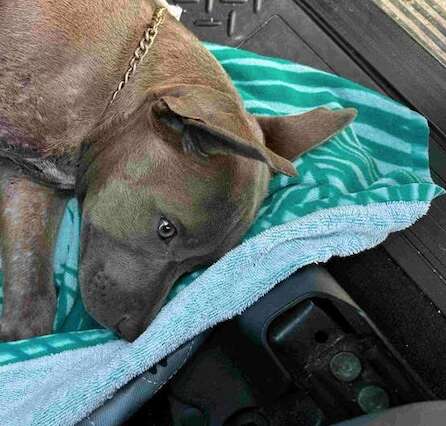 'Miracle' Puppy Surprises Everyone With Incredible Rebound After Traumatic Injury - NEWS USA