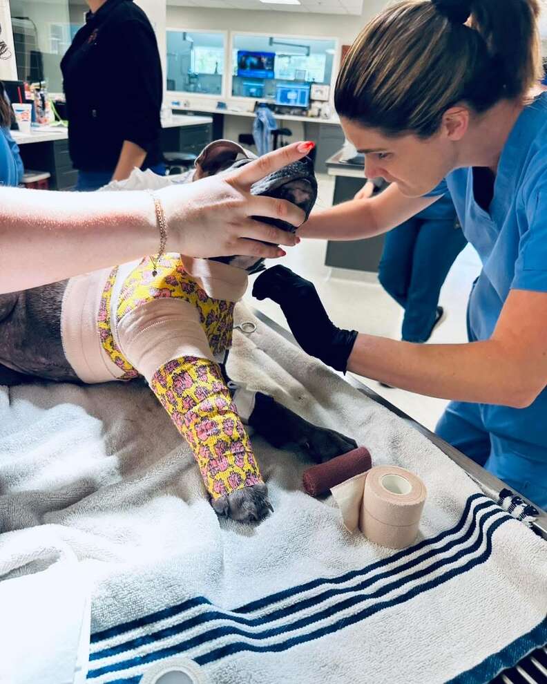 'Miracle' Puppy Surprises Everyone With Incredible Rebound After Traumatic Injury - NEWS USA
