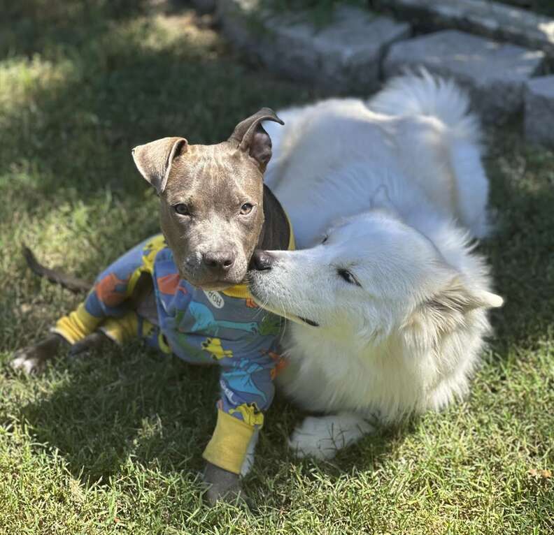 'Miracle' Puppy Surprises Everyone With Incredible Rebound After Traumatic Injury - NEWS USA