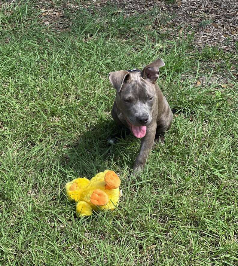 'Miracle' Puppy Surprises Everyone With Incredible Rebound After Traumatic Injury - NEWS USA