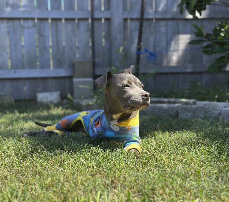 'Miracle' Puppy Surprises Everyone With Incredible Rebound After Traumatic Injury - NEWS USA